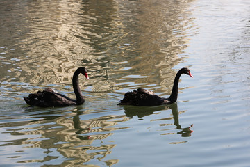 A pair of black swans swimming in the pond
