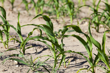 corn field. Spring  