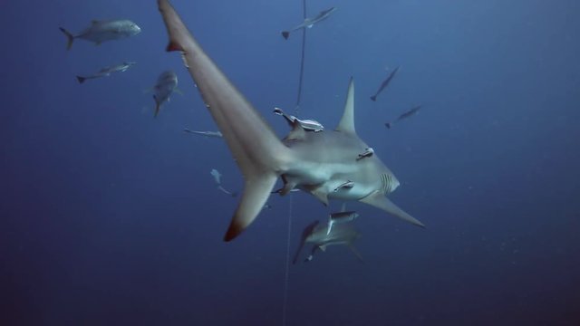 Oceanic blacktip sharks, tuna, grouper and other fish on baited scuba dive at Aliwal Shoal, Durban, South Africa