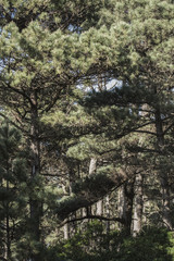 Pine Forest