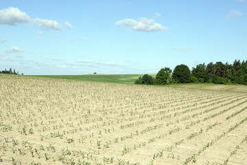 Corn field, summer 