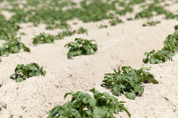 Agriculture,   potato field  