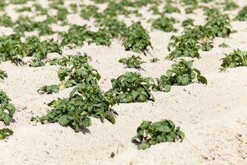 Agriculture,   potato field  
