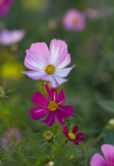 Multi-colored flowers grow in the meadow. Nature