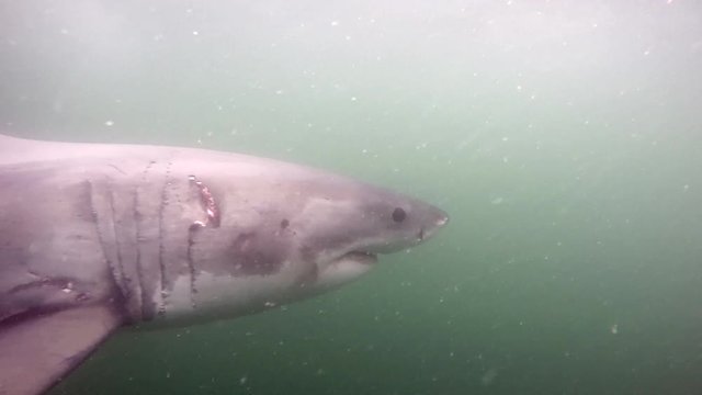 Great white shark (Carcharodon carcharias) swimming underwater slow motion 