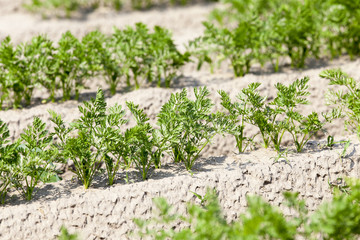 Field with carrot  