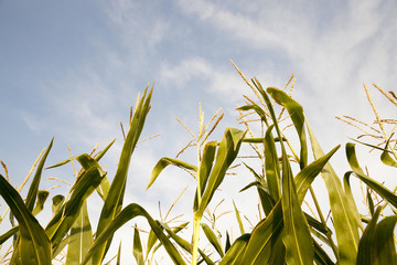 Green immature corn  