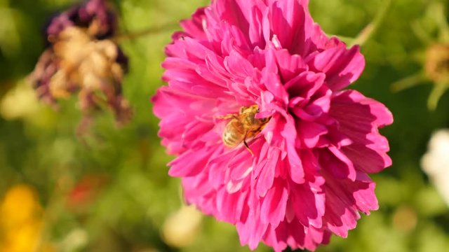 Bee on Cosmos bipinnatus Double Cranberry flower in the garden 4K 2160p 30fps UltraHD footage - Deep pink Cosmos bipinnatus Double Click Cranberry plant and the bee 4K 3840X2160 UHD video 