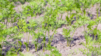 Field with carrot  