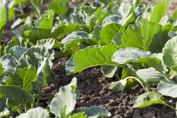 Field of cabbage, spring  