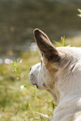 White dog's ear.