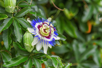 Passiflora