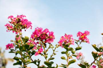 pink flower and sky background 3668