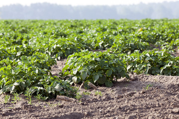 Fototapeta na wymiar Agriculture, potato field 