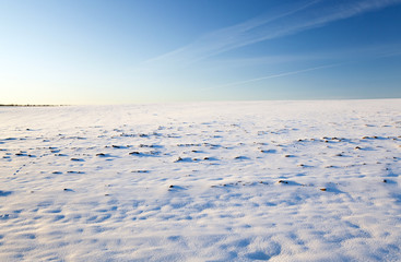 Fototapeta na wymiar the field covered with snow 