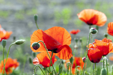 blooming red poppies  