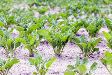 Field with sugar beet  