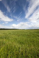 immature cereals , field