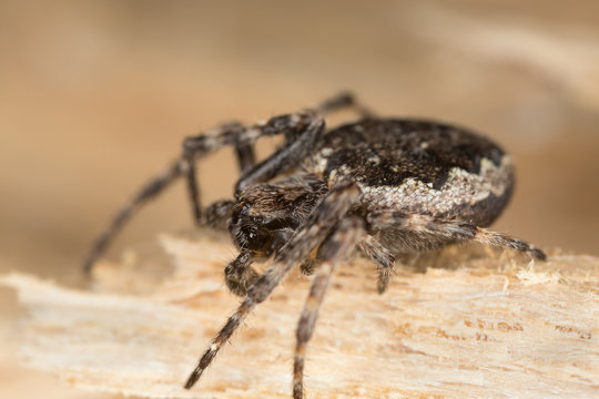 Walnut Orb-weaver Spider, Nuctenea umbratica on wood