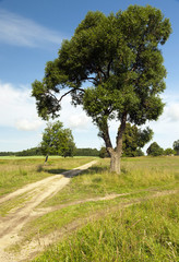 Spring road , countryside  