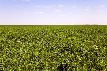 Fototapeta na wymiar Agricultural field sown 