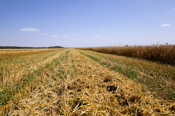harvest of cereals