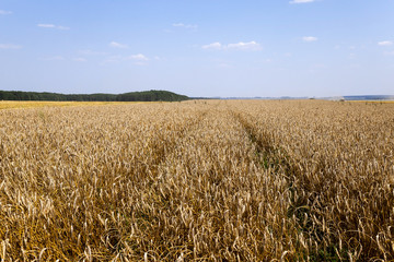 harvesting cereals,  Agriculture