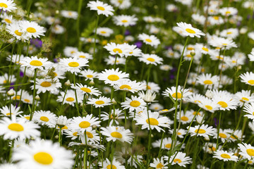 white daisy , spring