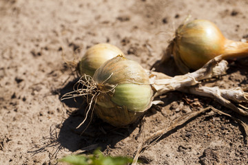 Harvesting onion field  
