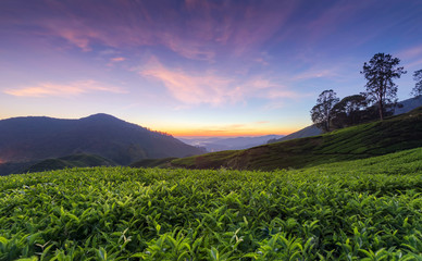 Fototapeta premium Tea plantation in Cameron highlands, Malaysia