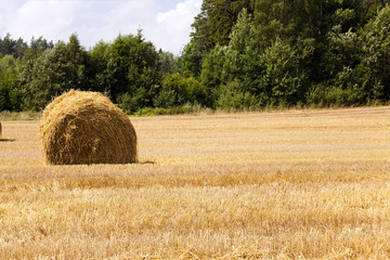 Fototapeta premium packed straw , cereals