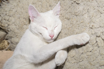 Fototapeta na wymiar Hermoso gatito recostado y durmiendo