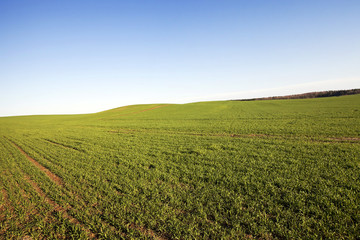 agriculture  grass grows