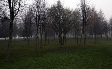 Autumn park ,  morning