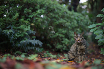 Cat in the forest