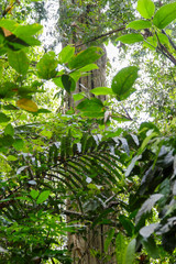 Dipterocapus tree, big tree in deep forest , Thailand