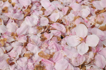 cherry blossom flower and petal on ground
