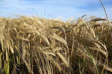 Fototapeta na wymiar Field of cereal in the summer 