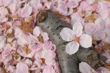 cherry blossom flower and petal on ground