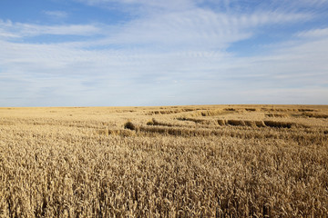 Obraz premium farm field cereals 