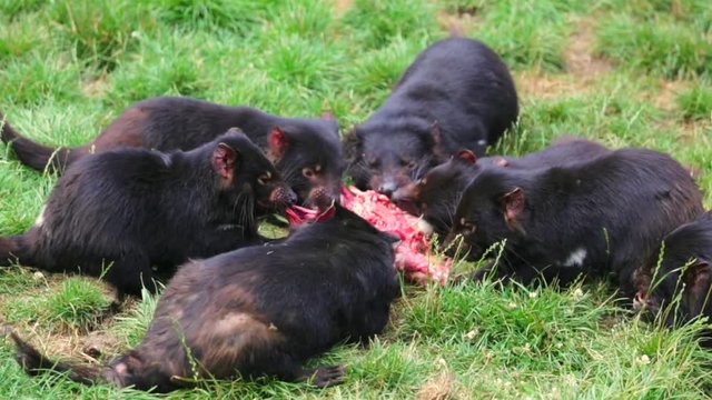 Tasmanian devils eating a prey in Tasmania on grass ground