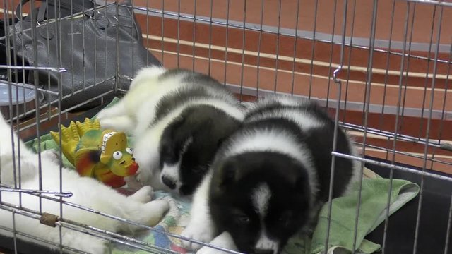 Puppy Caucasian Shepherd or Caucasian wolfhound