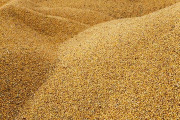   heap of corn