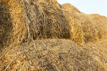   straw   after harvest