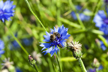 cornflowers on the field 