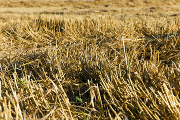 straw after the harvest  