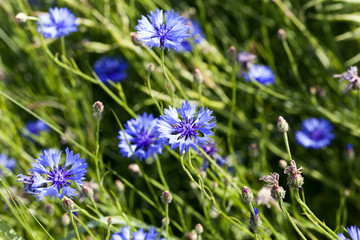 blue cornflower , spring