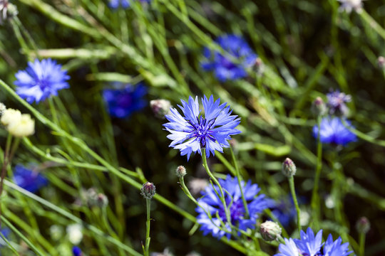 Fototapeta cornflower ,  summer. weed