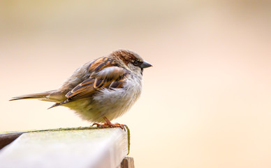ein sitzender Haussperrling, 