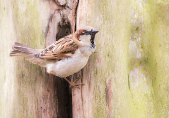 ein sitzender Haussperrling, 